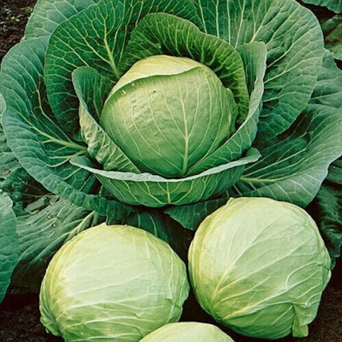 500+ Early Round Dutch Cabbage Seeds - Heirloom Non-GMO Brassica oleracea
