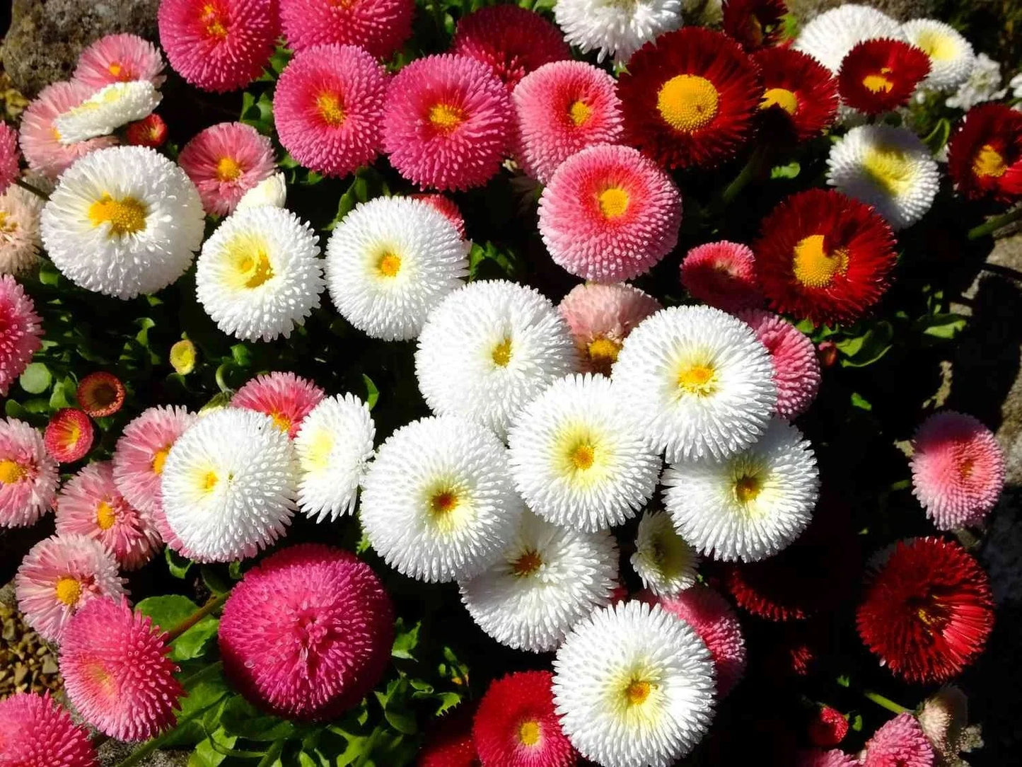 Cupid Mix English Daisy Seeds - Bellis perennis, 200+ Pack for Garden, Borders, Containers, Pollinator Attractant