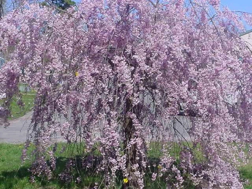 Purple Willow Seeds - Weeping Tree Seeds - Salix purpurea - Ornamental Landscape Plant for Garden