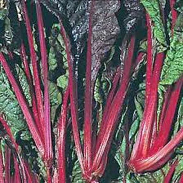 Swiss Chard Seeds - Ruby Red Heirloom, 500 Non-GMO Beta vulgaris subsp. cicla Vegetable Seeds