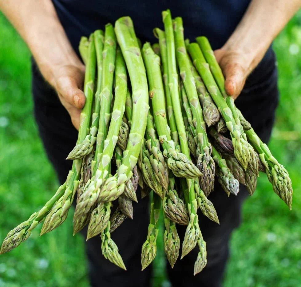 Asparagus Seeds 1000+ Count Organic Heirloom Mary Washington Non-GMO Asparagus officinalis