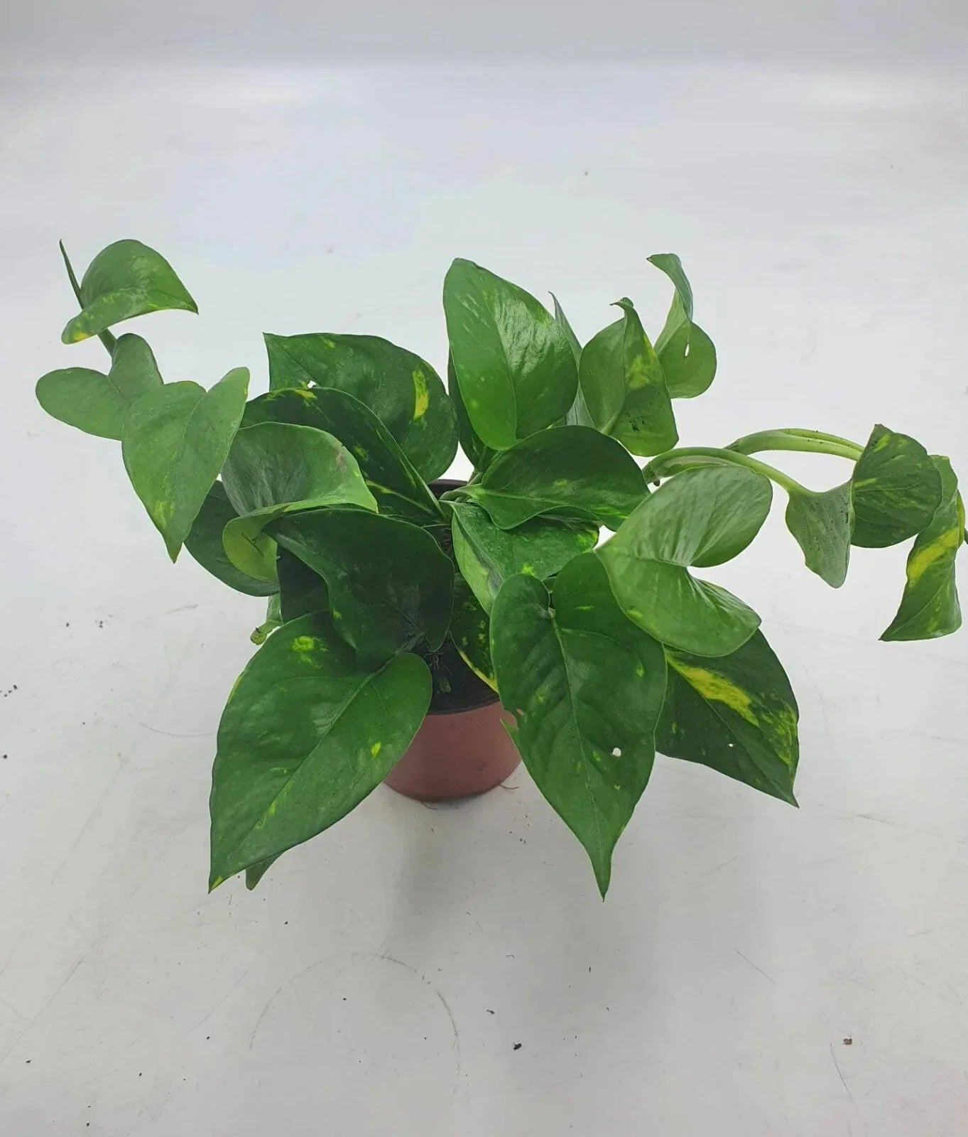 Golden Devil Pothos Plant - 4 Inch Pot - Epipremnum aureum Air Purifier