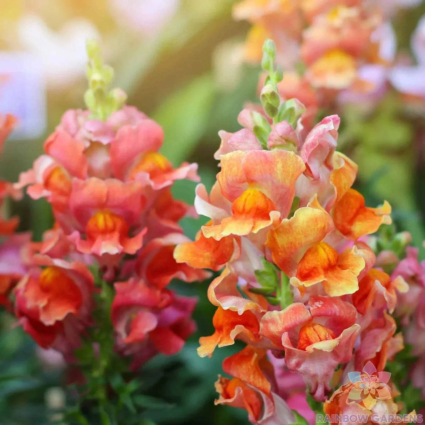 Rocket Bronze Snapdragon Seeds - 1000+ Antirrhinum majus Garden Seeds for Borders & Containers