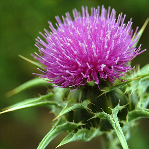 Milk Thistle Seeds 50+ Pack - Organic Silybum marianum for Herbal Gardening