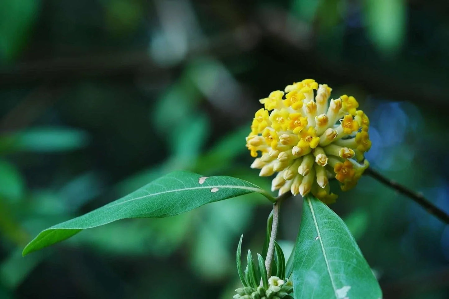 Indian Papertree Seeds - 20 Pack - Edgeworthia gardneri - Fragrant Flowers & Attractive Foliage for Garden Planting