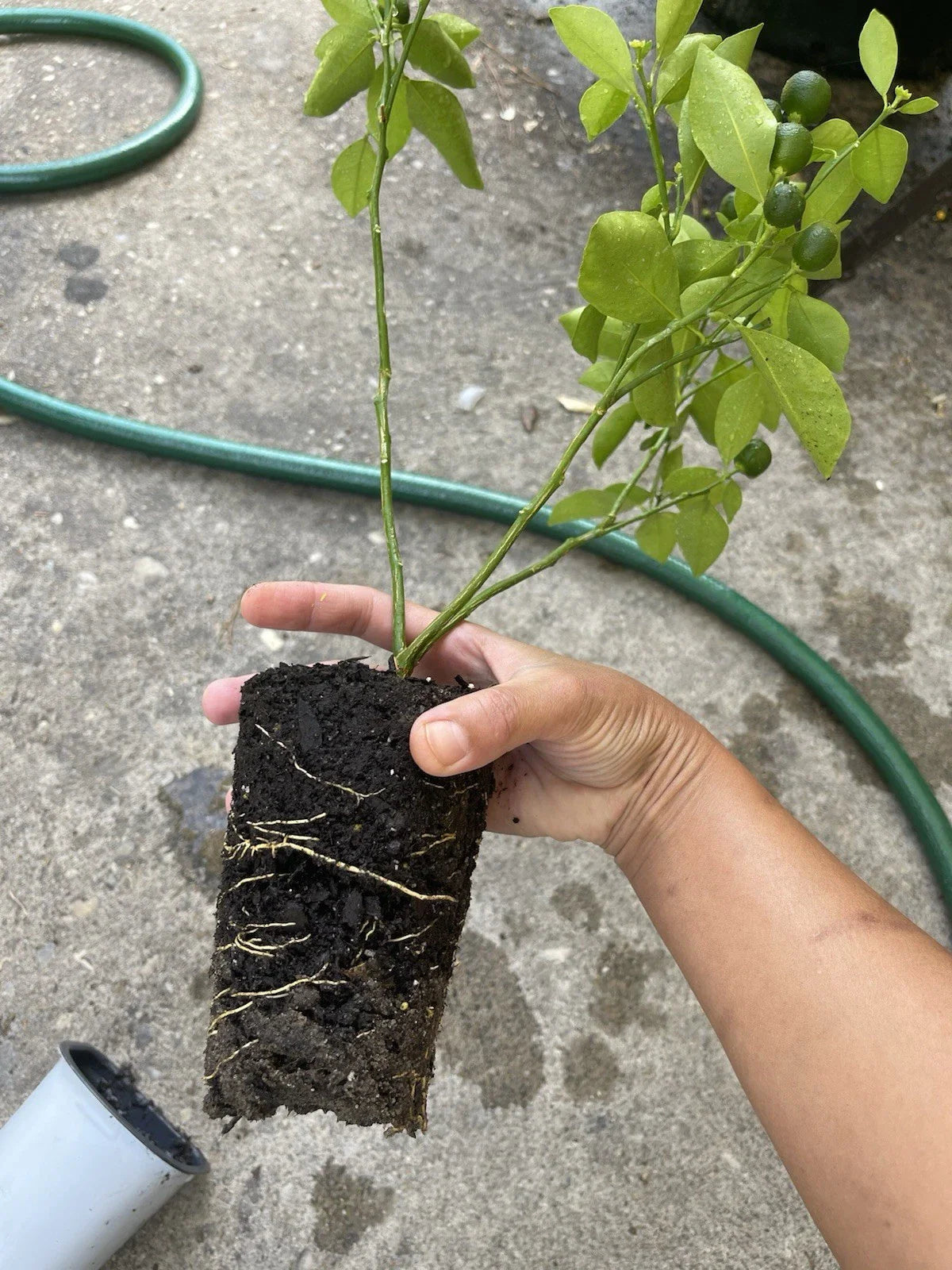Calamansi Live Plant in Pot - Asian Calamansi, Calamondin Citrus - Air-Layered Indoor Outdoor Shrub