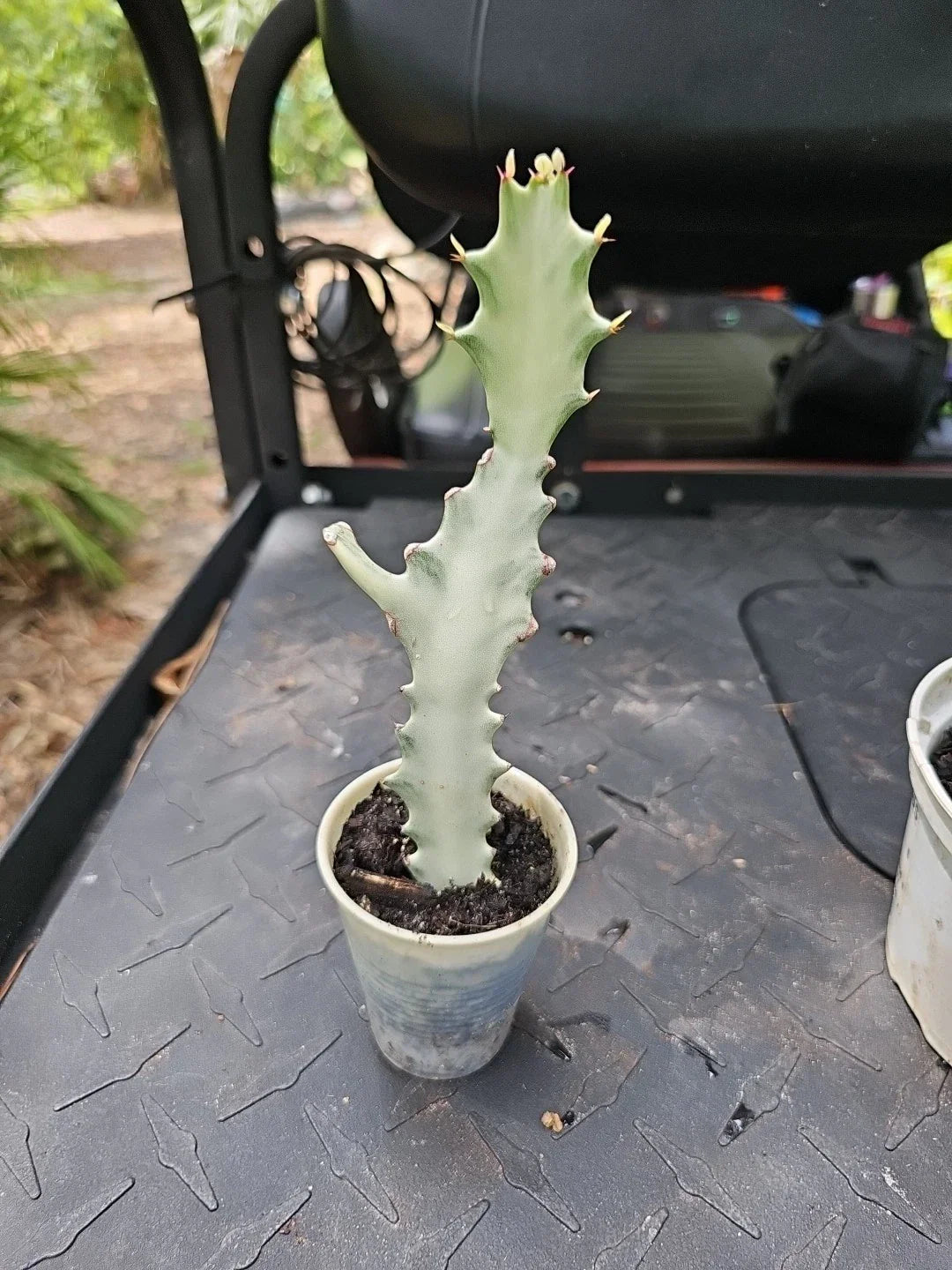 Rooted Euphorbia Lactea White Ghost Variegated Dragon Bone Cactus 9" - Unique Succulent Plant