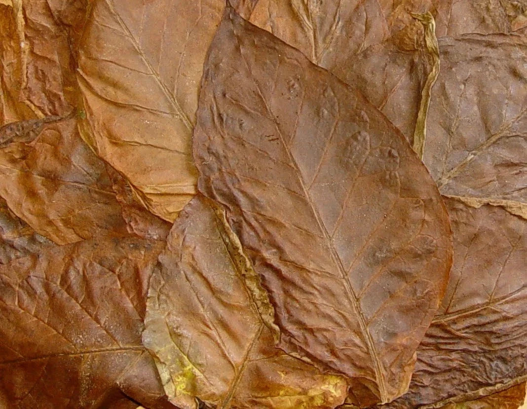 Bulk Tobacco Seeds - Over 1000 Nicotiana tabacum for Mild Chewing Tobacco, Non-GMO, Full Sun, Well-Draining Soil