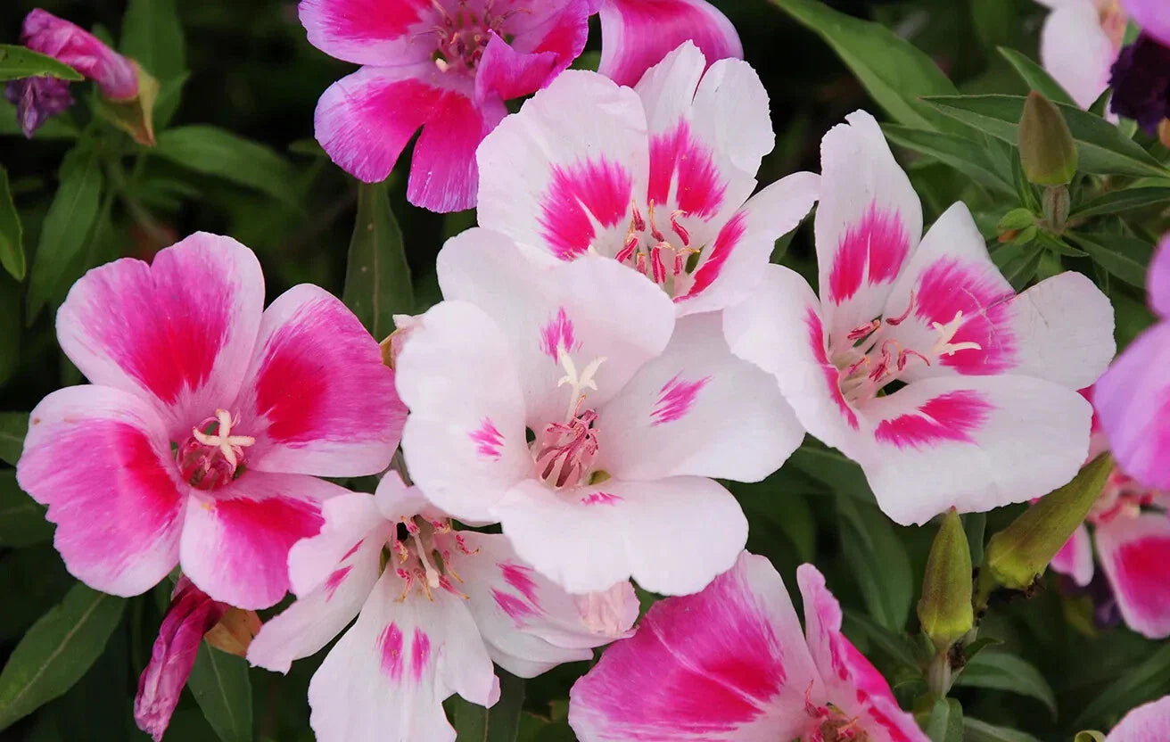 Farewell to Spring Seeds - Clarkia Godetia Pink Wildflower Seeds