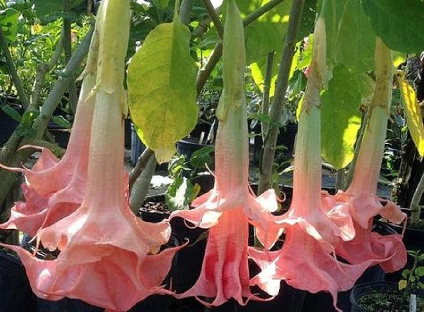 Pink Angel Trumpet Seeds - Brugmansia spp. - 10 Flower Seeds for Garden Planting