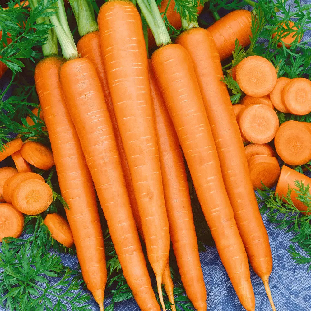 Imperator-58 Carrot Seeds - Non-GMO Daucus carota Seeds for Home Garden