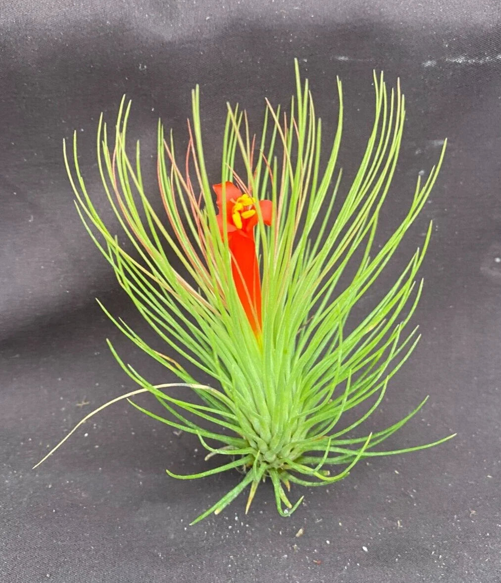 Tillandsia andreana Air Plant - Shaving Brush Style - Single Piece - Low Maintenance Indoor Plant
