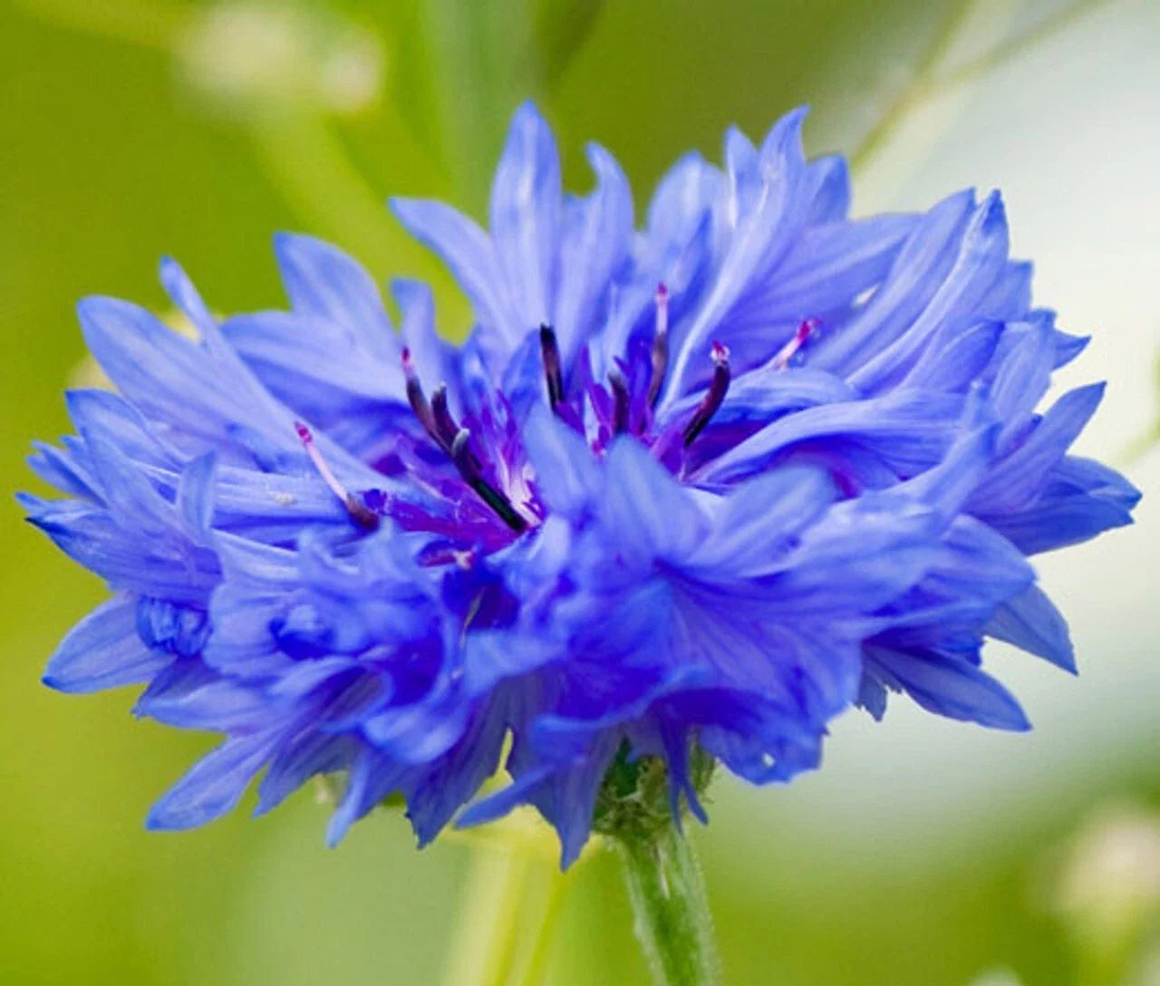 Cornflower Seeds 300+ Count Blue Bachelor Button Dwarf Centaurea cyanus for Gardens & Cutflowers