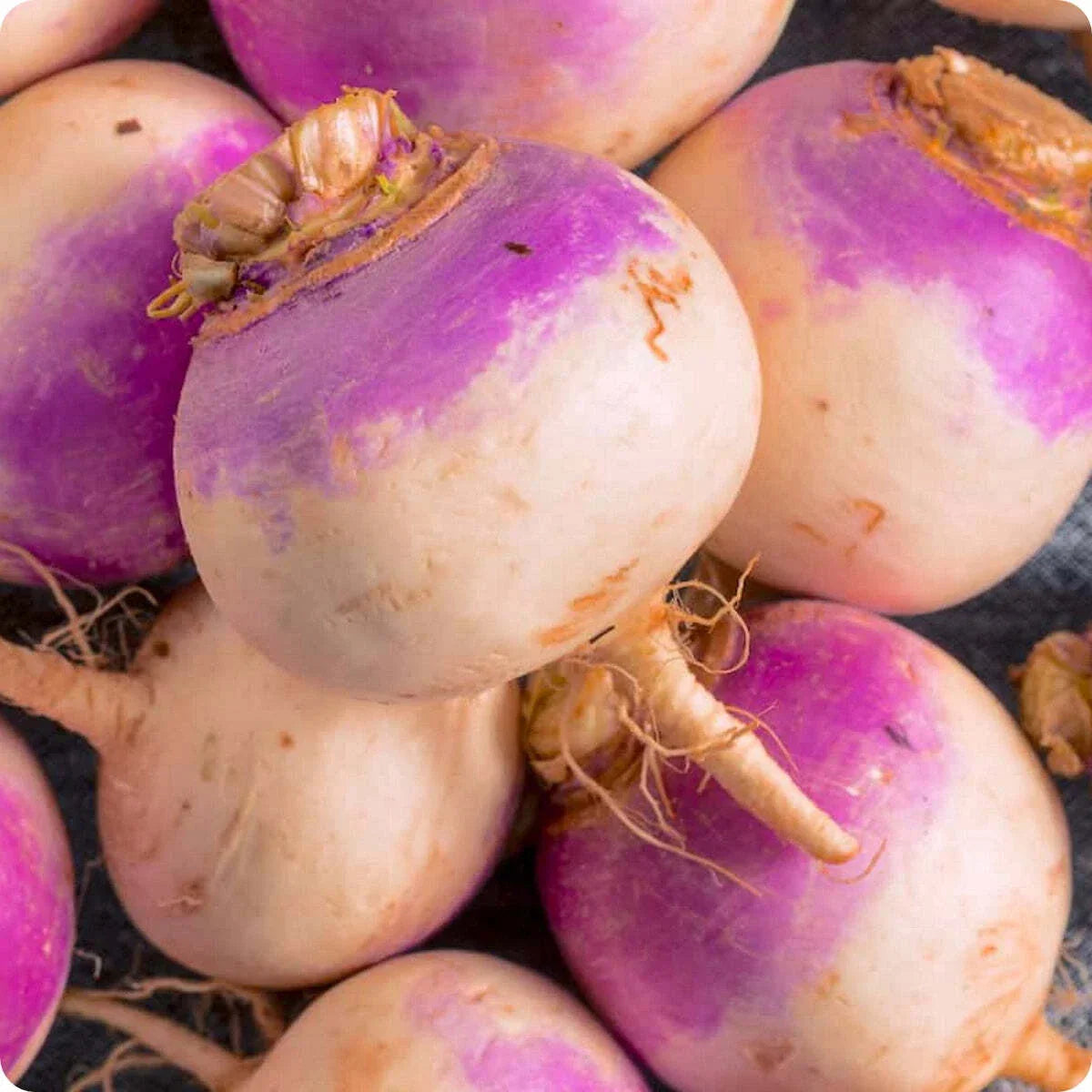 Rutabaga Seeds 300+ Non-GMO Brassica Napus Laurentian Variety USA Grown