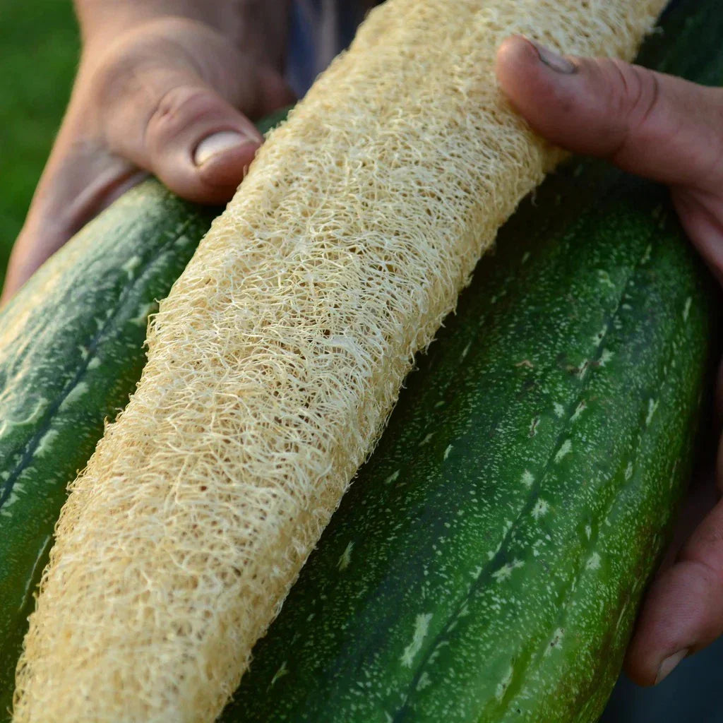 Luffa Gourd Seeds - 12 Pack - Natural Loofah Sponge Plant