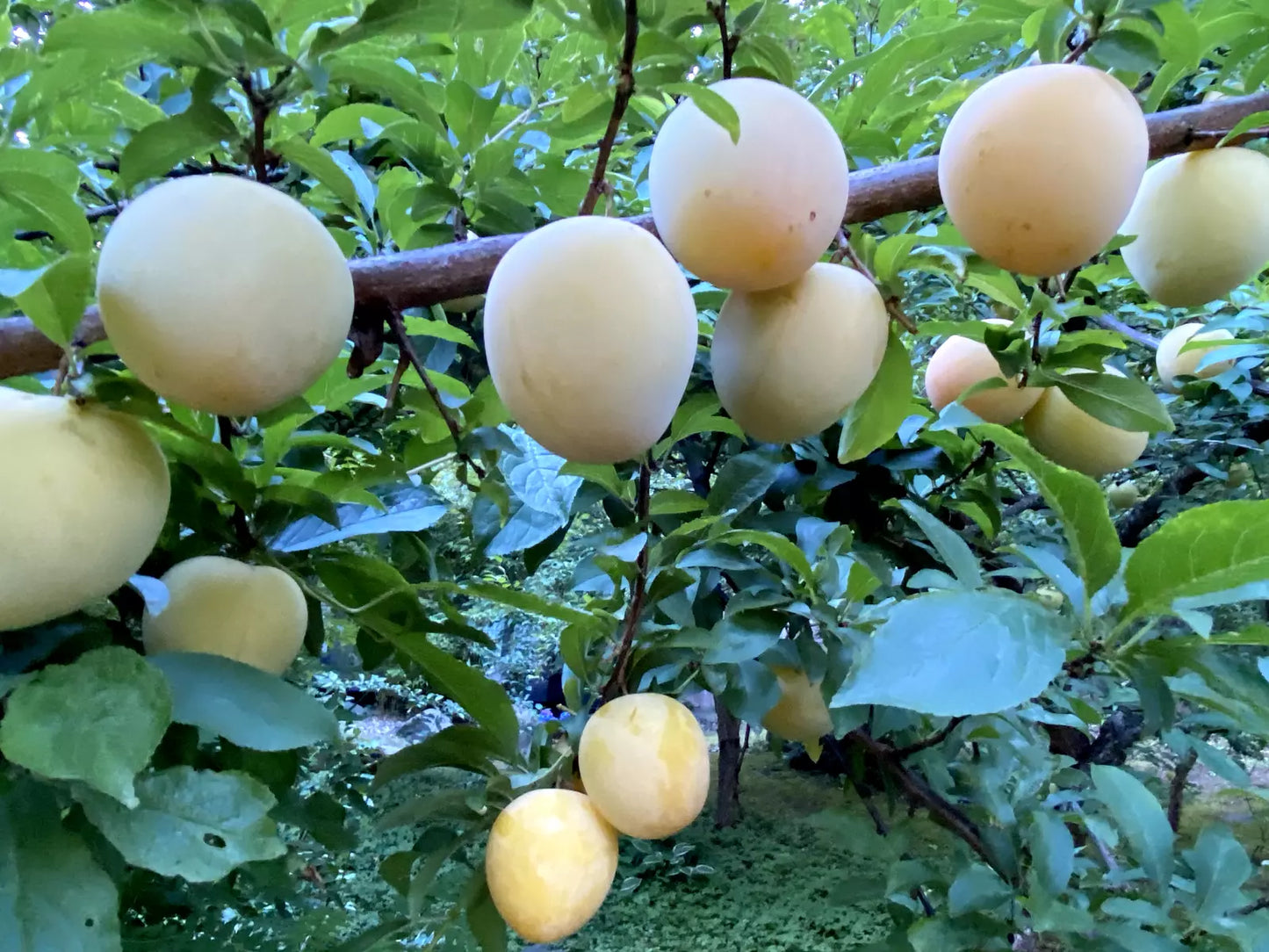 Japanese Yellow Plum Cuttings - 4 Edible Fruit Prunus salicina for Garden, Landscaping, Juicy Large Yellow Fruits