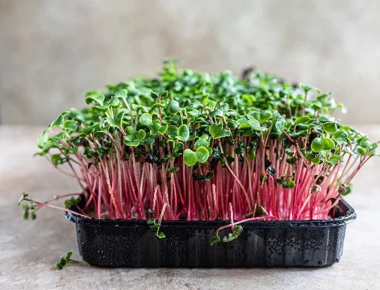 Rambo Radish Microgreen Seeds 2oz – Sprouting Seeds for Healthy Greens – Raphanus sativus