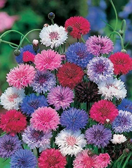Dwarf Mix Bachelor's Button Seeds - 50 Annual Flower Seeds - Centaurea cyanus - Easy to Grow, Pollinator Attracting, USA Seller