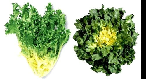Giant Batavian Endive Seeds - 200 Pack, Tight Heads, Creamy White Heart, Buttery Flavor, Cichorium endivia, Organic Gardening