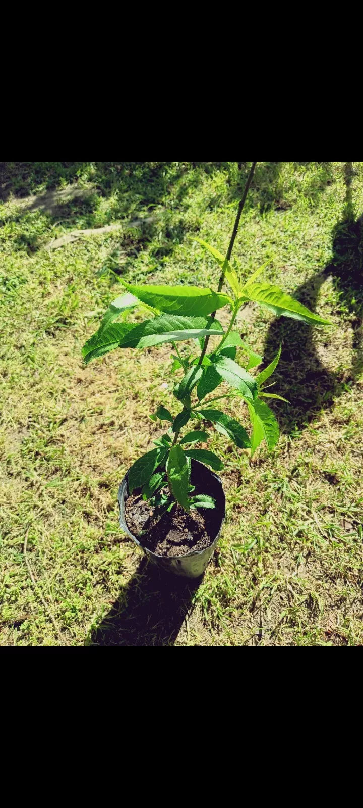 Peach Live Plant - Prunus Persica - Healthy Peach Tree for Home Garden & Fruit Production