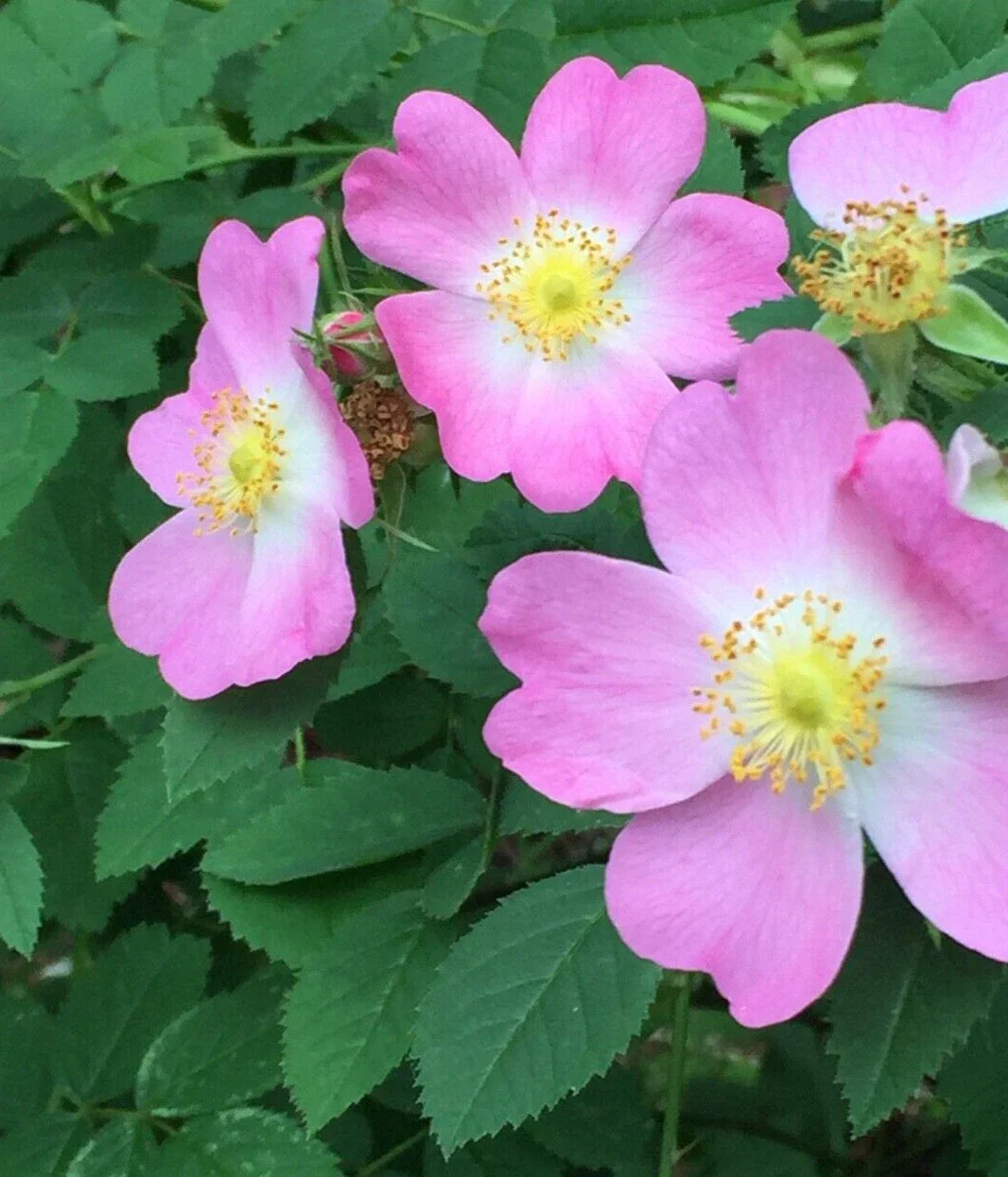 Eglantine Rose Cuttings 4 Pack - Pink Flowers, Edible Hips, Fragrant Leaves Rosa Eglanteria