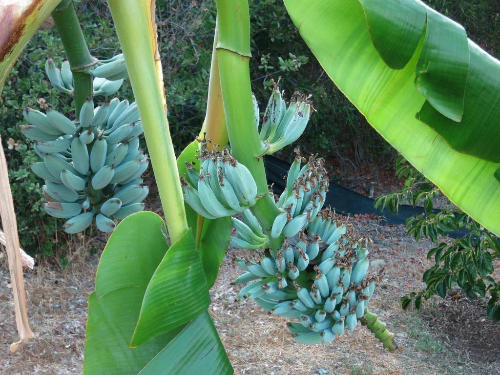 Musa Ice Cream Banana Tree - Blue Java Small Rooted Starter Plant with Sweet Vanilla Flavor