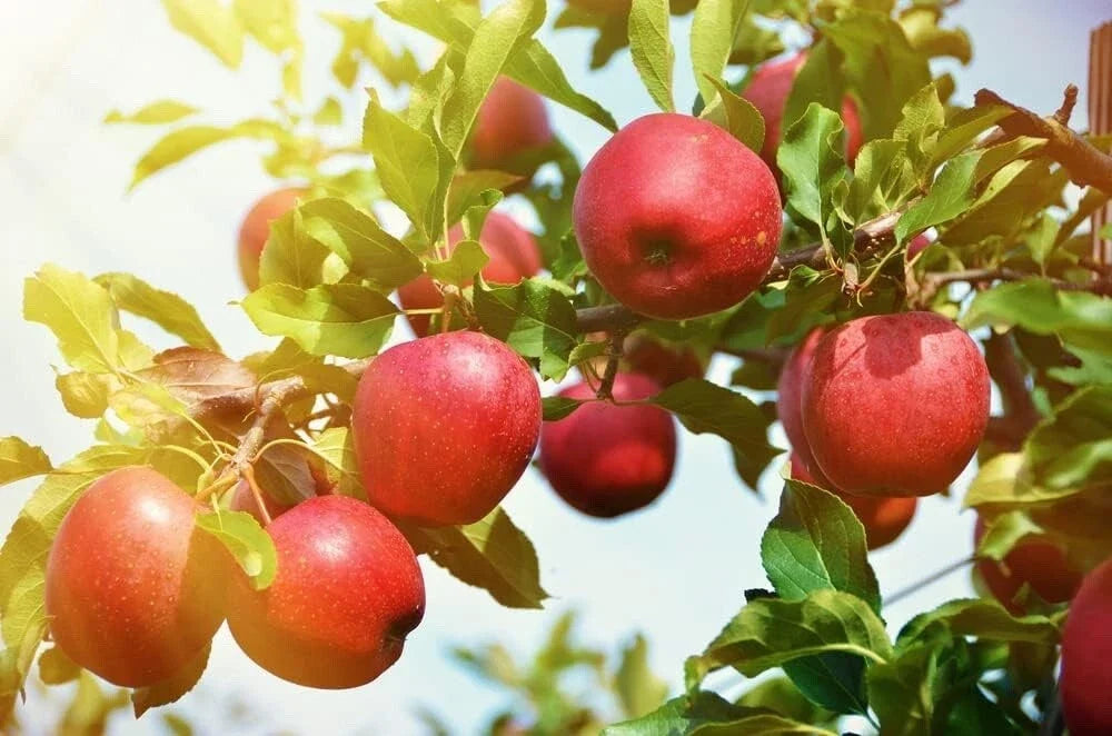 Apple Tree Seedlings - 1-2 Feet Tall, Malus Pumila, Common Apple, Fruit Tree for Garden Planting