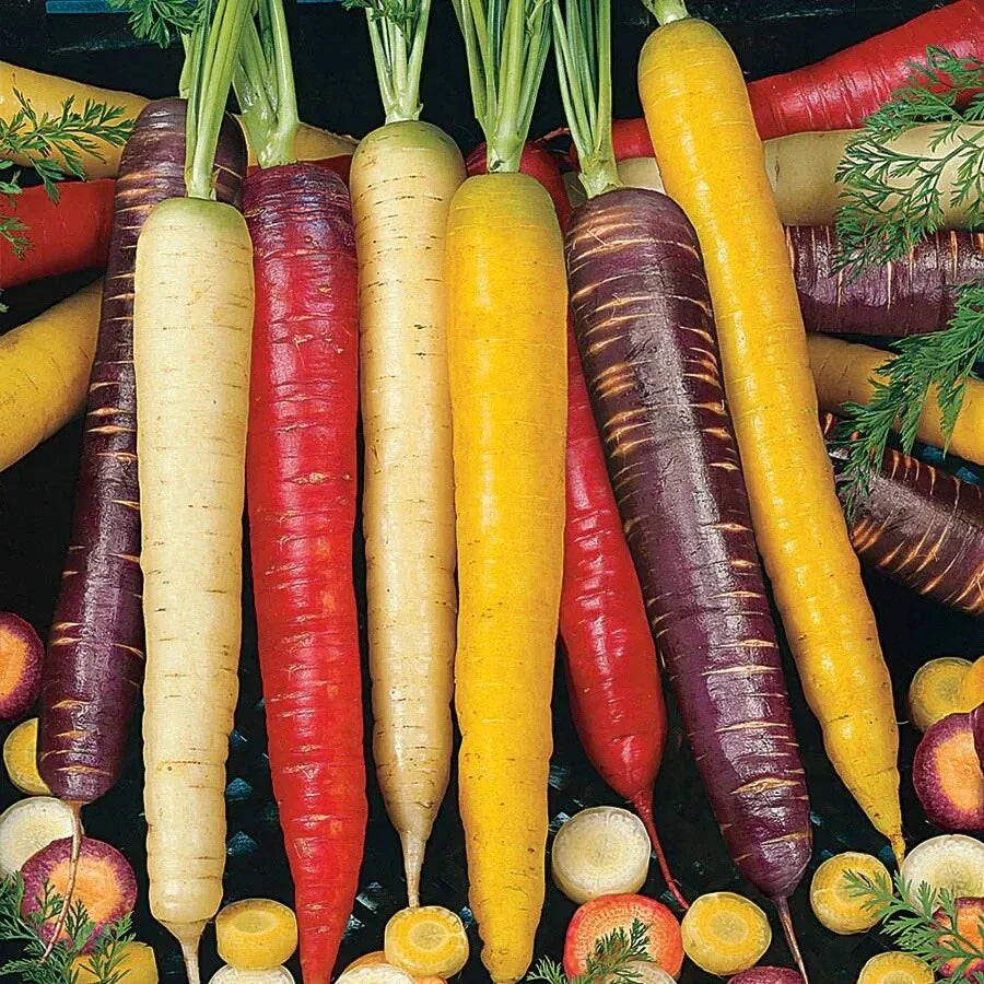 Rainbow Carrot Seeds Mix - 100+ Heirloom Non-GMO Seeds USA Grown