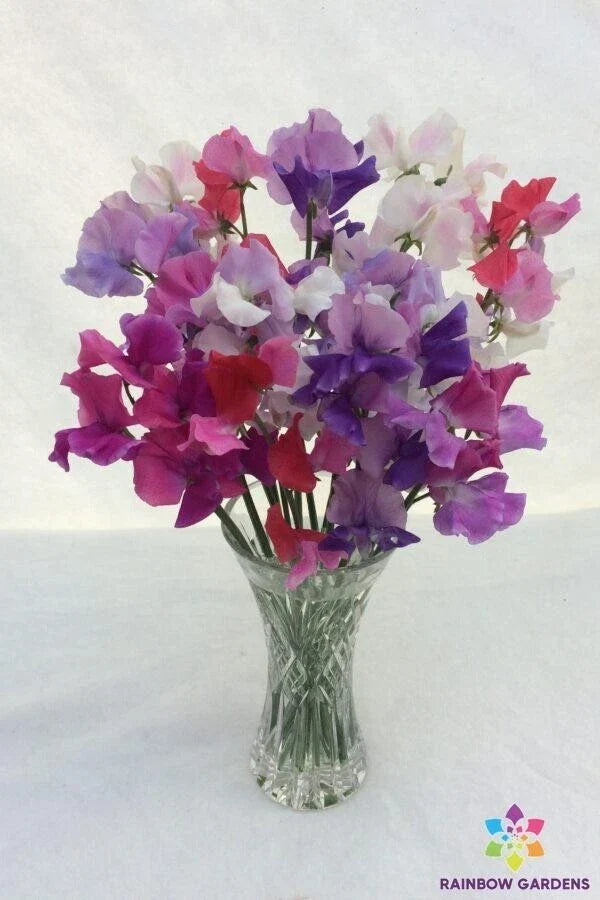 Sweet Pea Seeds - Bicolour Mixture, Climbing Annual, Lathyrus odoratus, Garden Planting, 50+ Seeds Pack