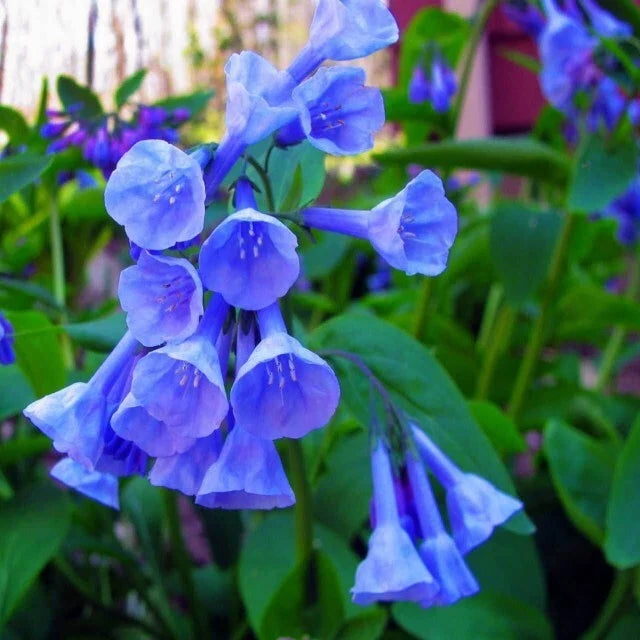 Virginia Bluebell Root Systems - 12 Bare Root Convallaria majalis Perennial Garden Plants with Bell-Shaped Flowers