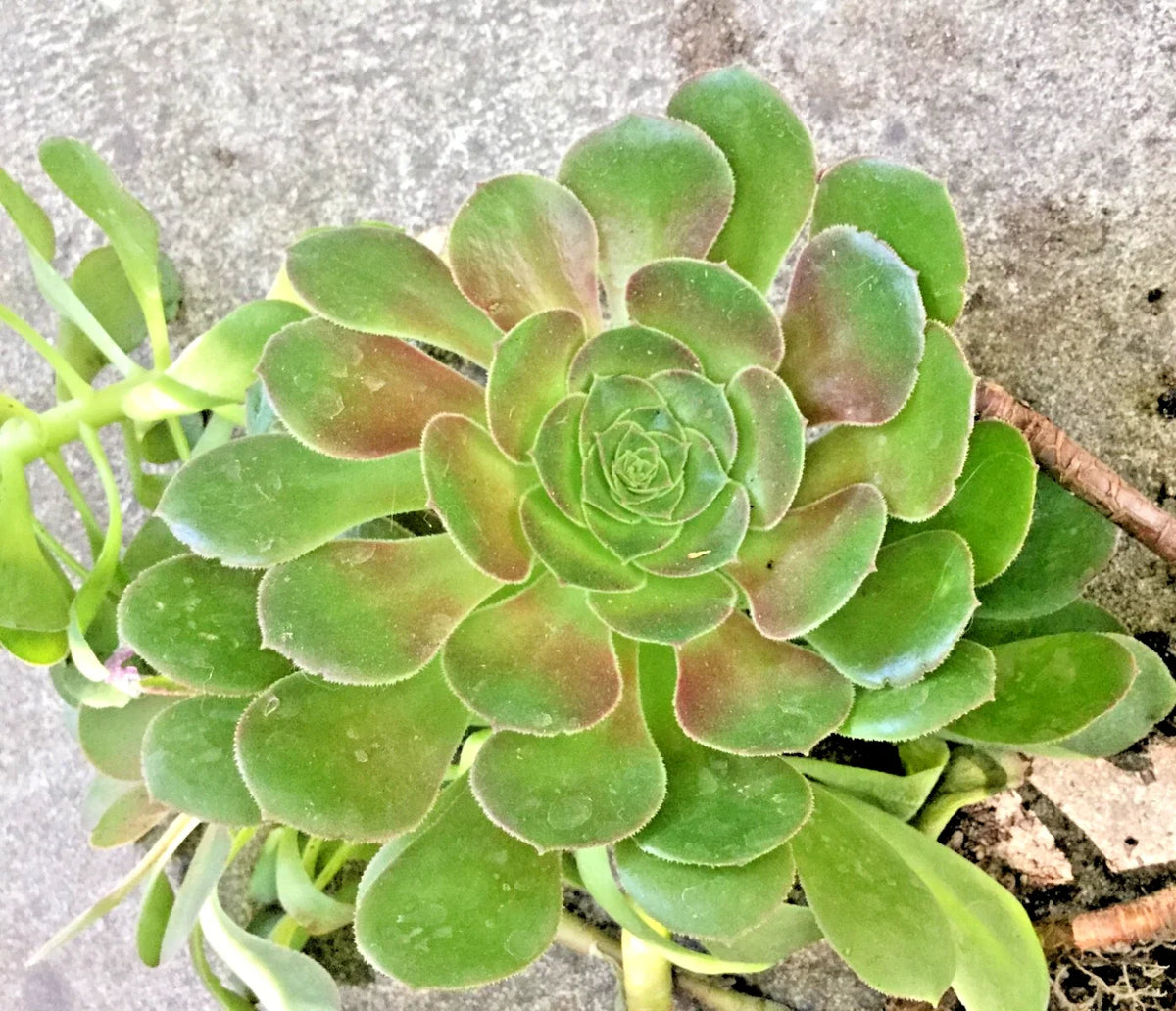 Aeonium Undulatum Succulent - Rooted Stalked Plant, 12-14" Tall, 4-5" Wide, Low Maintenance Indoor Outdoor Garden Plant