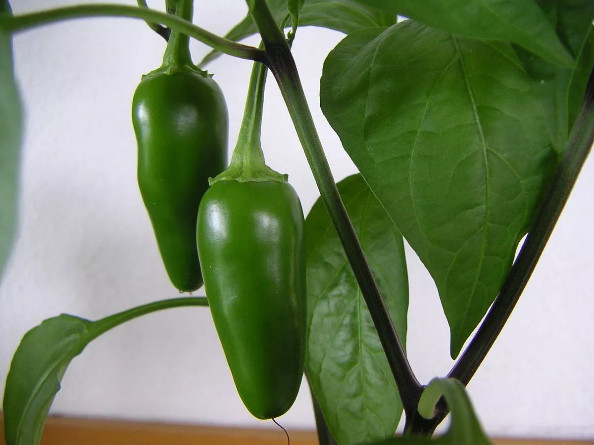 Jalapeno Pepper Seeds - 300 Non-GMO Capsicum annuum Seeds - USA Seller