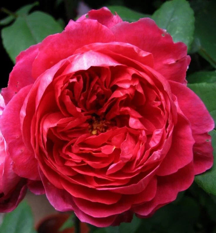 Benjamin Britten Rose Cuttings - 4 Live Shrub Plants - David Austin Rosa 'Benjamin Britten'