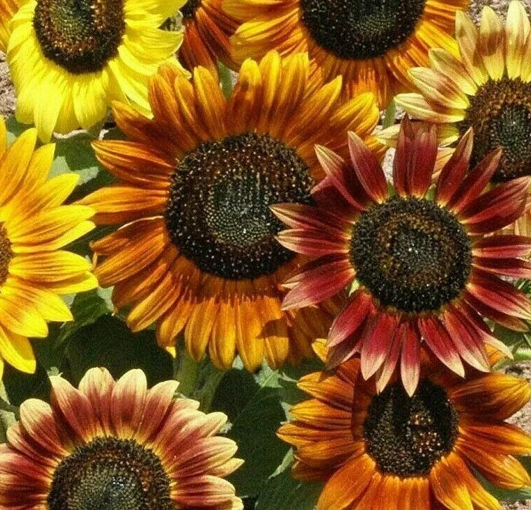 Mardi Gras Sunflower Seeds - 30+ Annual Flower Mix for Bees & Butterflies