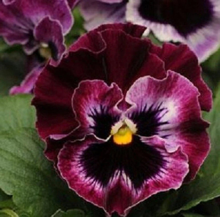 Pansy Seeds 50 Count Frizzle Sizzle Raspberry Viola tricolor var. hortensis Annual Flower Seeds