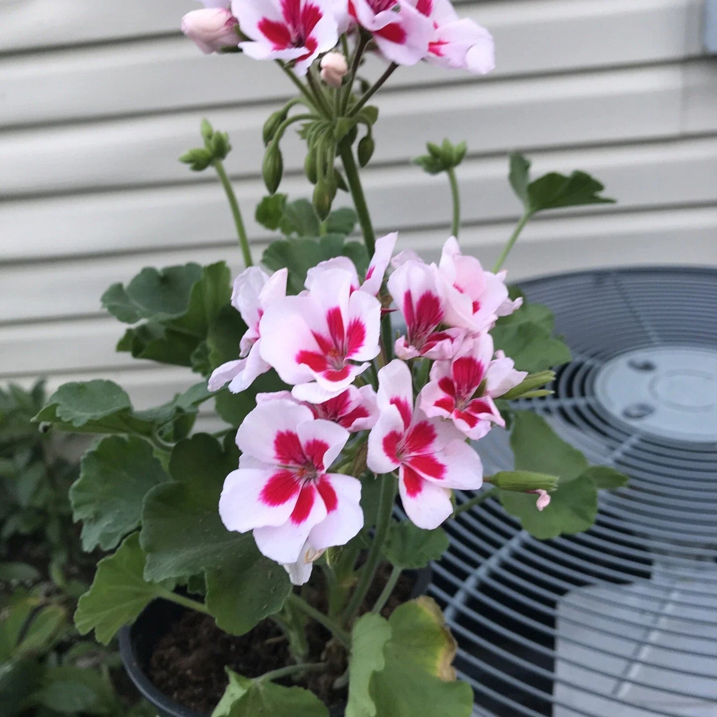 Geranium Mojo White Splash Live Plant in Gallon Pot, Pelargonium x hortorum, White Flowers, Compact, Drought Tolerant