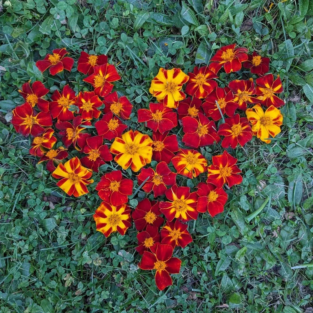 Ildkongen Marigold Seeds - 25+ Pack, Tagetes erecta, Bright Yellow, Garden Planting, Easy to Grow, Pollinator Attracting