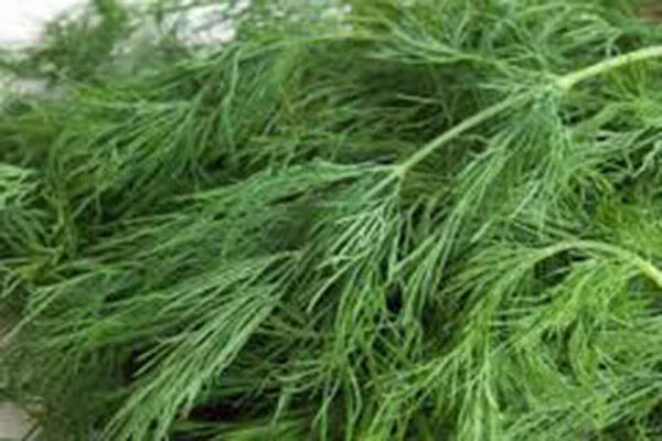 Dill Seed - 50+ Heirloom Non-GMO Seeds - Bouquet Variety for Culinary and Garden Use