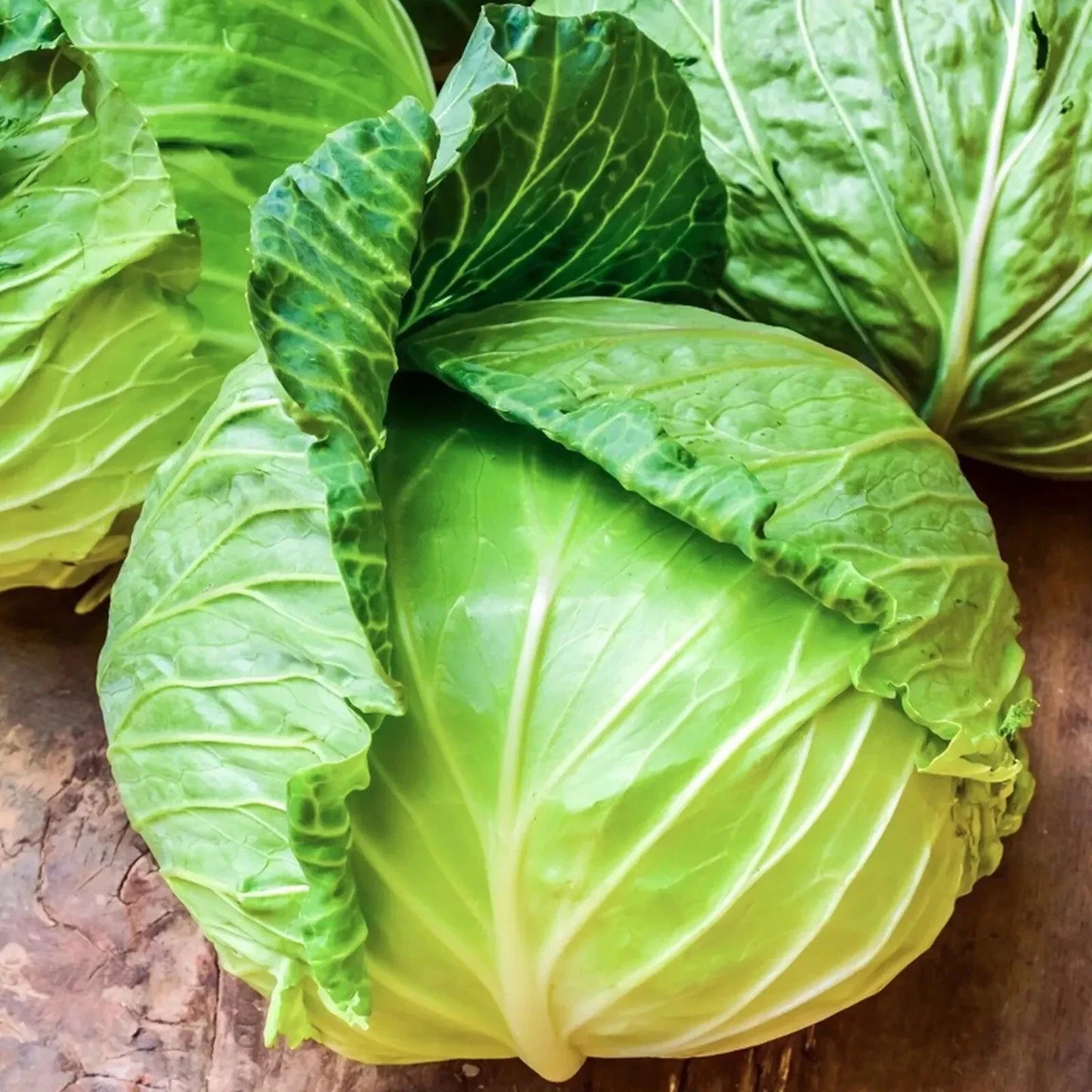 Golden Acre Cabbage Seeds - Heirloom Non-GMO Brassica oleracea, 1000+ Seeds for Home Gardening, Crisp, Compact Heads