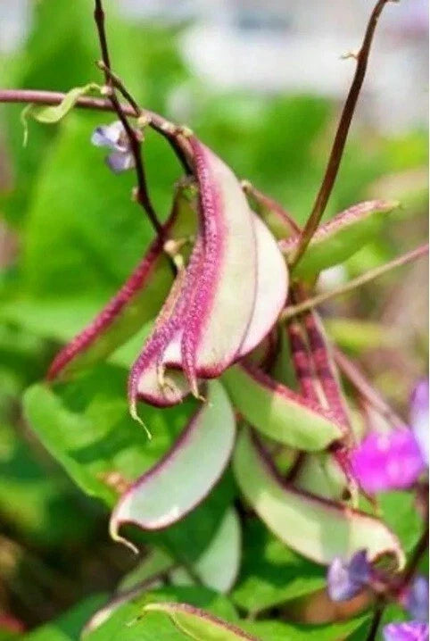 Asian Vegetable Plants Set – Bottle Gourd, Wax Gourd, Hyacinth Bean – Live Garden Plants for Home Gardening