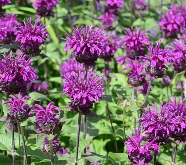 Bee Balm Seeds - 200 Non-GMO Purple Bergamot Monarda media Perennial Flower for Bees & Pollinators
