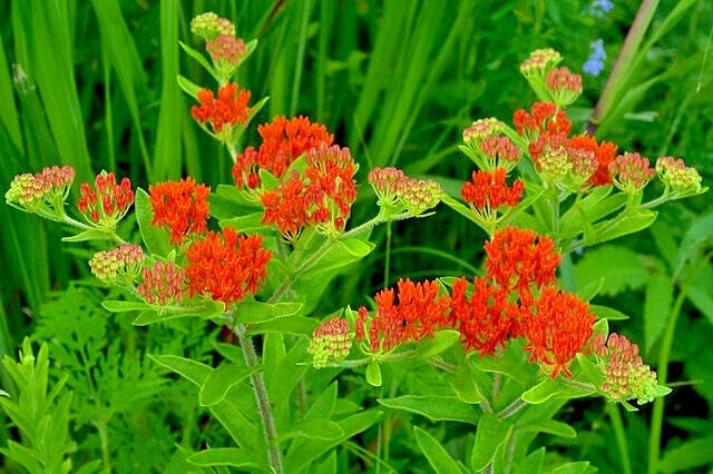 Milkweed Seeds 100 Pack - Asclepias Tuberosa Orange Butterfly Weed Pollinator Friendly USA Grown