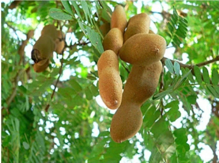 Bonsai Tamarind Tree Seeds – Organic Dwarf Tamarindus indica Seeds for Indoor & Outdoor Gardening, 10++ Pack
