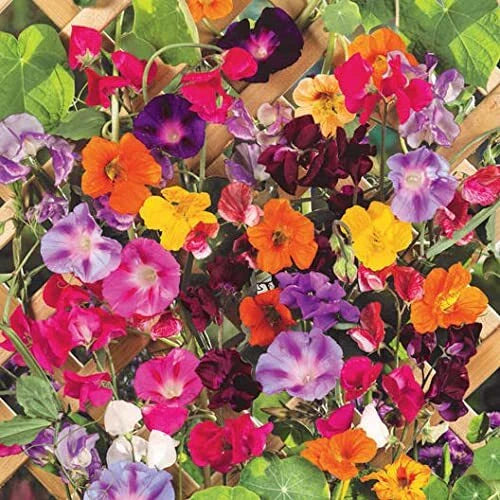 Colorful Mixed Climbing Vine Seeds - 200+ Morning Glory & Nasturtium Seeds for Trellises & Gardens
