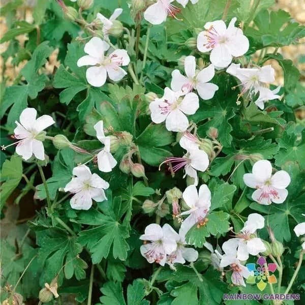 Harz Geranium Seeds - 25+ Pack Pelargonium x hortorum for Garden, Containers, Borders, Easy to Grow