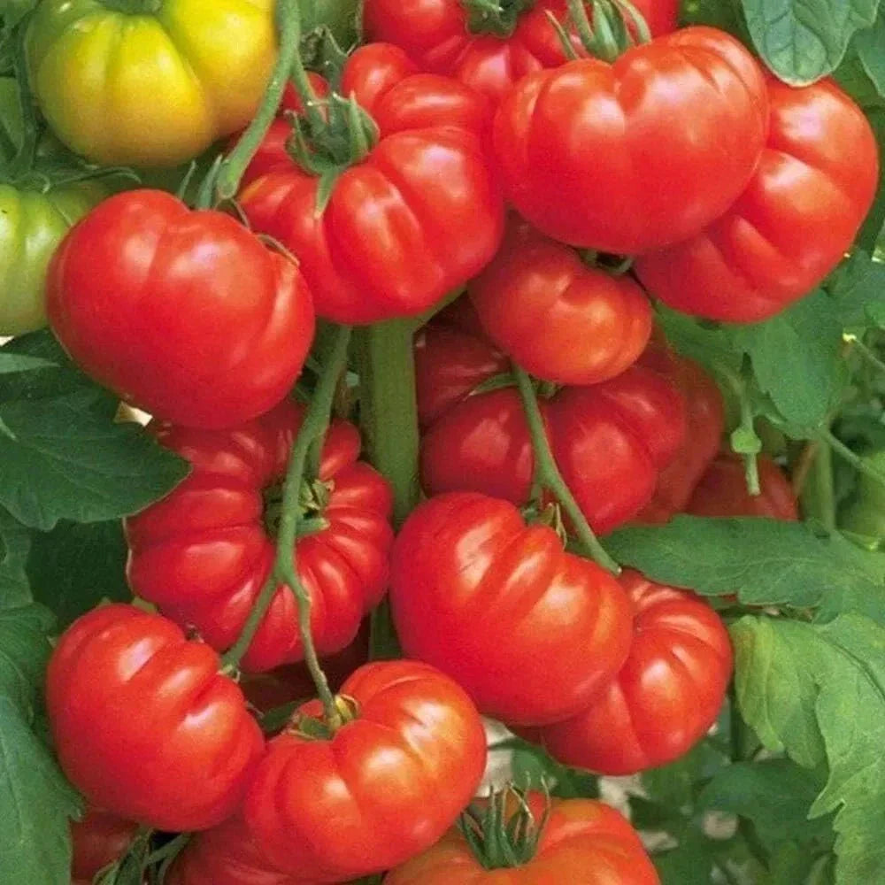 10+ Organic Heirloom Beefsteak Tomato Seeds - Solanum lycopersicum