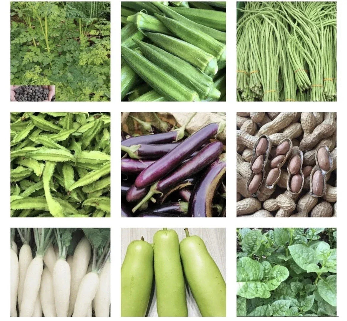 Vegetable Seeds Pack - Asian Varieties Including Bok Choy, Radish & Chinese Cabbage - Non-GMO, Heirloom, Home Garden, Urban Farming