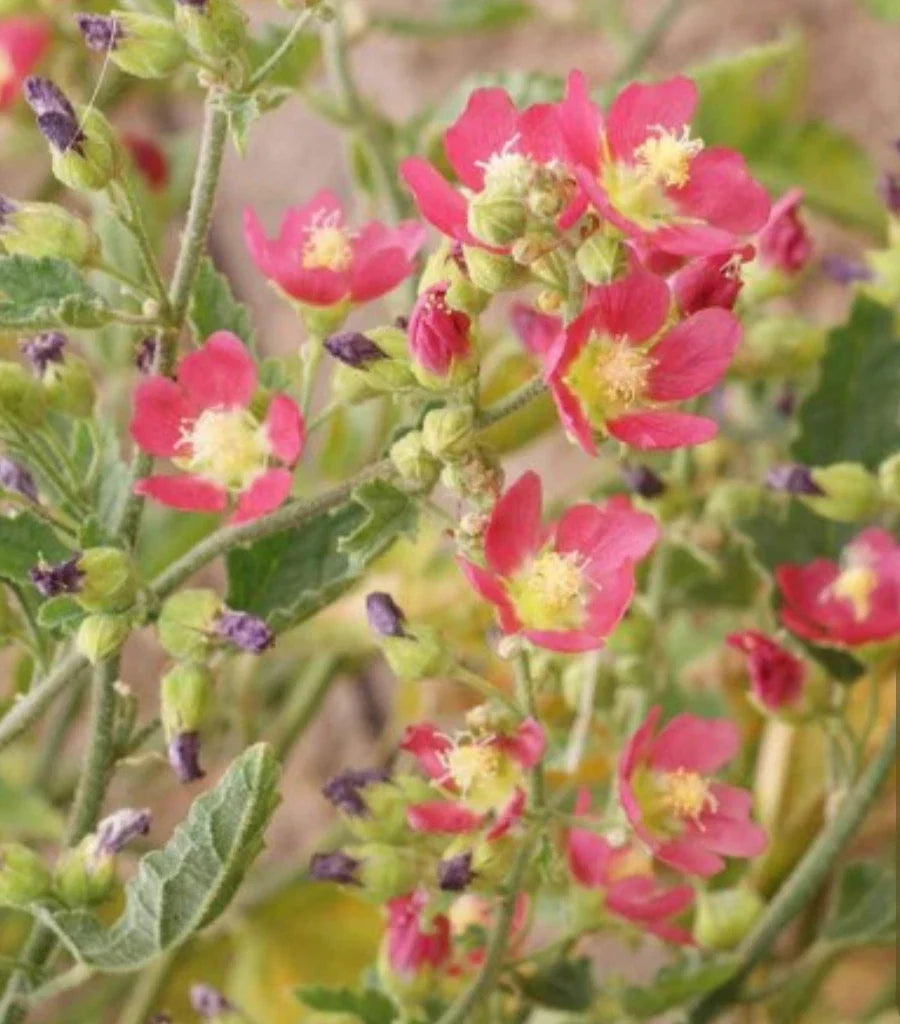 Desert Globemallow Seeds - Sphaeralcea ambigua - Drought-Resistant Wildflower Seeds for Gardens & Landscapes