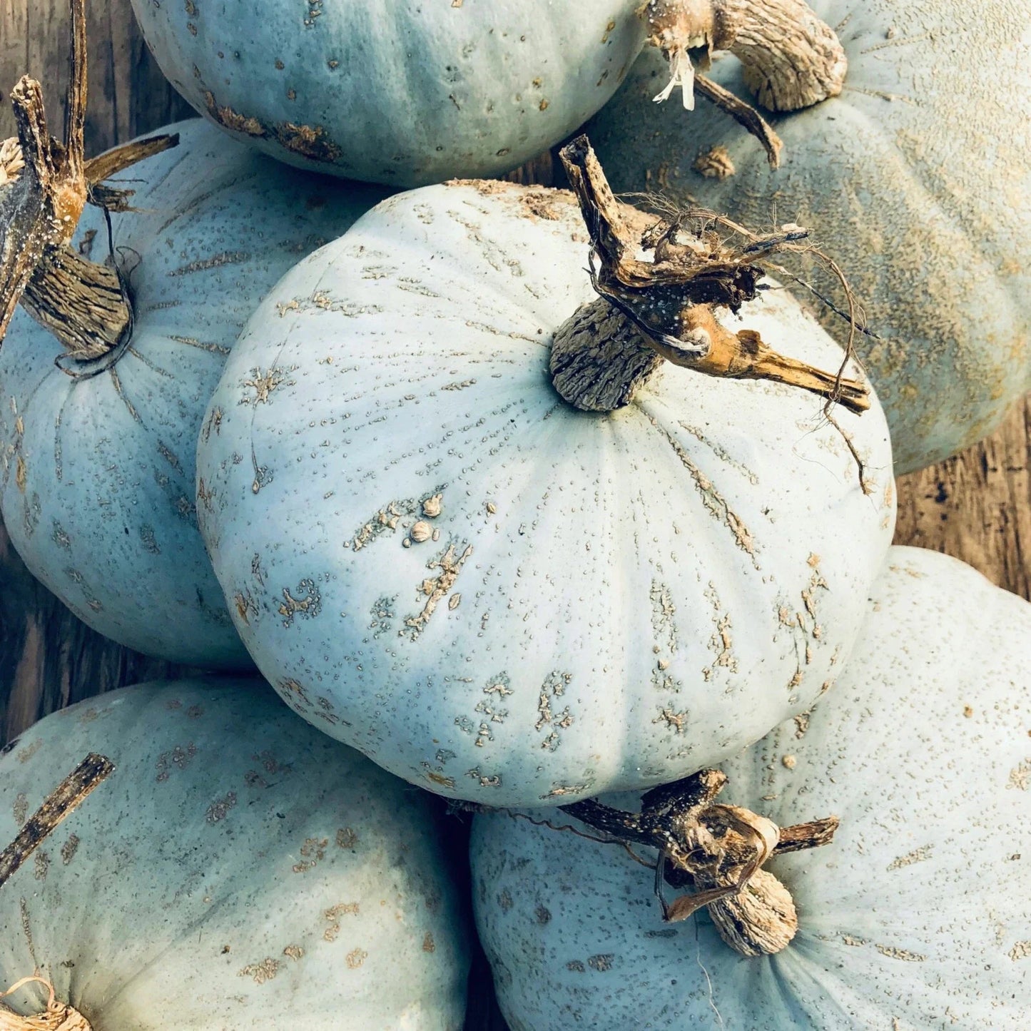 Sweet Meat Winter Squash Seeds | Blue Kuri & Jarrahdale Varieties | Cucurbita maxima | Heirloom, Non-GMO, Fall Gardening
