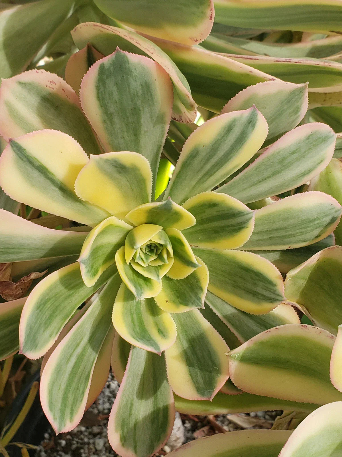 Aeonium Sunburst 4" Potted Succulent - Variegated Indoor Outdoor Plant